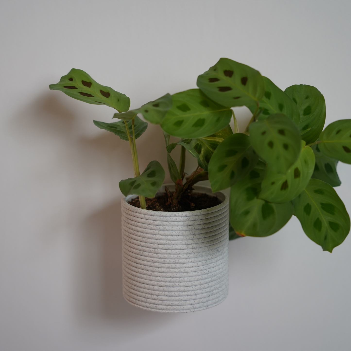 Modern Wall Planter with Removable Drip Tray and Nursery Pot Insert - horizontal loops