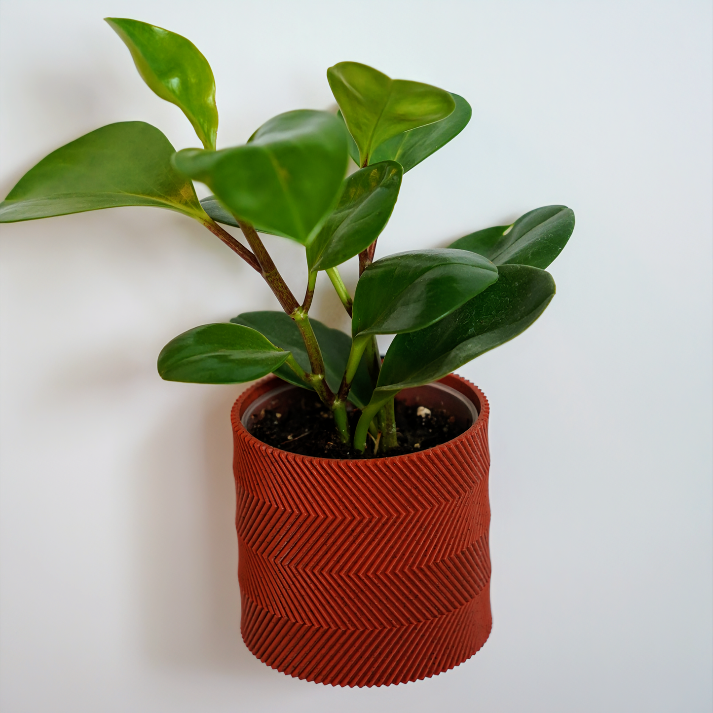 Modern Wall Planter with Removable Drip Tray and Nursery Pot Insert - zigzag